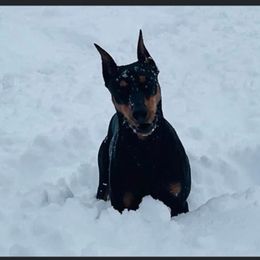 German Pinscher All Grown Up from Windamir German Pinschers