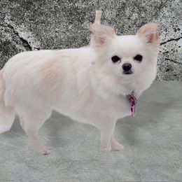 Grits - Chihuahua