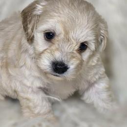 Royce - Buff male Cockapoo puppy in West Point, Mississippi from Golden Paws