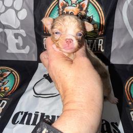 Colson - Merle male Chihuahua puppy in Palmyra, Indiana from Country Star Chihuahuas