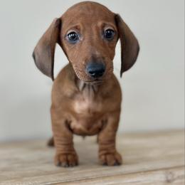 Short Legacy - Red male Dachshund puppy in Crystal, Michigan from Mare-Bella Smoothcoat Edition