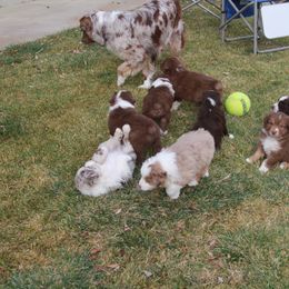 Australian Shepherd Puppies from Big Sky Aussies
