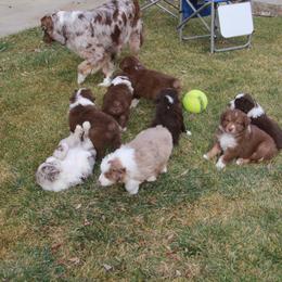 Australian Shepherd Puppies from Big Sky Aussies