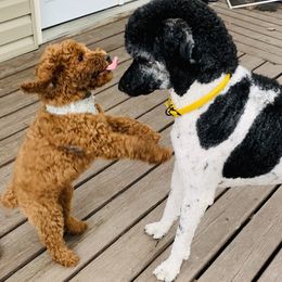Poodles from Poodle Privilege