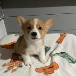Bandit - Red male Pembroke Welsh Corgi puppy in Canton, Texas from Circle M Corgis