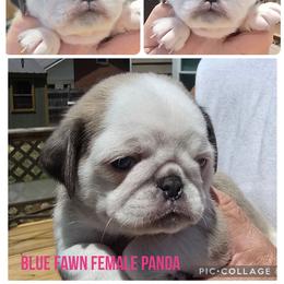 Blue Fawn Panda Female - Black female Pug puppy in Kernersville, North Carolina from Royal House of Pugs