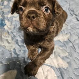 Emily - Black and white female French Bulldog puppy in Bend, Oregon from High Lakes Frenchies