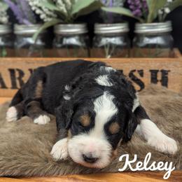 Kelsey - Tri-color female Bernedoodle puppy in Lancaster, Minnesota from Richardville Hunde