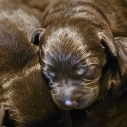 Boy 5 - male Labrador Retriever puppy in Helena, Montana from Whistling Wings Retrievers, LLC.