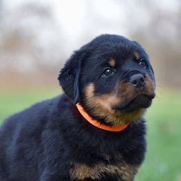 Rottweiler Puppies from Mid Penn Rottweilers