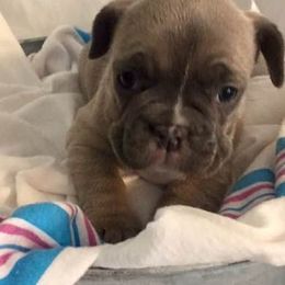 French Bulldogs from Ceeciez Frenchies