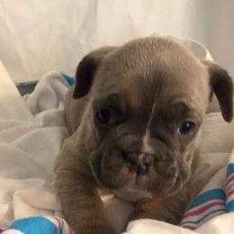 French Bulldogs from Ceeciez Frenchies