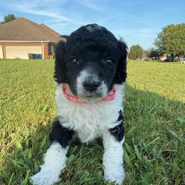 Pink Collar - Black female Poodle puppy in Huntsville, Alabama from Flint River Poodles