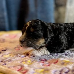 Ruby - female Australian Mountain Doodle puppy in Blue Springs, Missouri from Jeanie’s Doodles