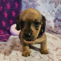 Purple - Wild boar and cream female Dachshund puppy in Colony, Kansas from Randal'sDachshunds