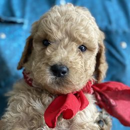 Goldendoodle and Russian Toy Puppies from Nesting Dolls Russian Toys