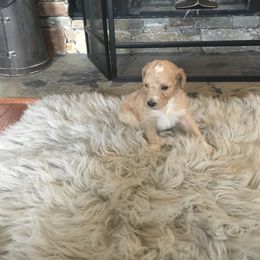 Poodle Puppies from Southern Standards Standard Poodles