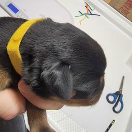 Buffy (Yellow Collar) - Black and mahogany female Rottweiler puppy in York, South Carolina from CenturionOne LLC