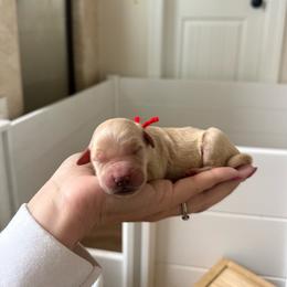 Brooks - Cream male Goldendoodle puppy in Wilson, North Carolina from Cedar Creek Doodles