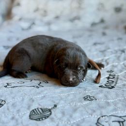 Brown - Black male German Shepherd puppy in Medical Lake, Washington from Nine Realms German Shepherds