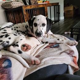 Dalmatian Puppies from Rock a Dalmatian “RockADal”