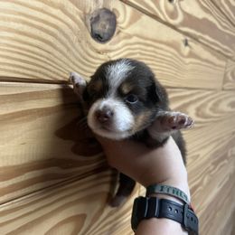 Boy Puppy 3 - Red tri-color male Miniature American Shepherd puppy in Winterhaven, Florida from Mini Aussie Florida