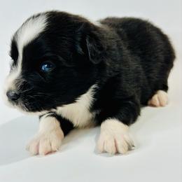 Bullet - Black & white male Miniature Australian Shepherd puppy in Luling, Texas from Little Wood Toy and Mini Aussies