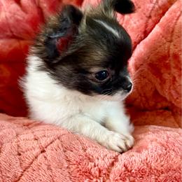 Ruger - Black and white male Chihuahua puppy in Choctaw, Oklahoma from Savvy Chihuahuas of Oklahoma