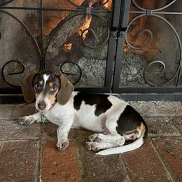 Tessie - Dachshund