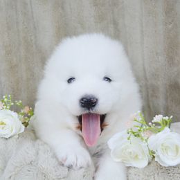Rover - White and biscuit male Samoyed puppy in West Jordan, Utah from Rocky Mountain Samoyeds
