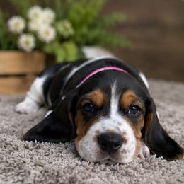 Pink - Black brown and white female Basset Hound puppy in Fayetteville, Tennessee from Southern Town Hounds