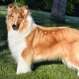 Collie All Grown Up from Midnight MoonSong Farm