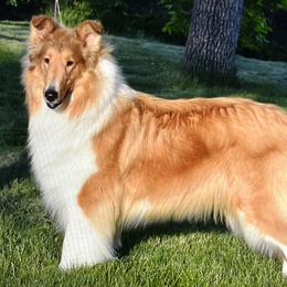 Collie All Grown Up from Midnight MoonSong Farm