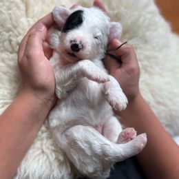 Turkey - Black and white male Sheepadoodle puppy in Vernonia, Oregon from Life Unleashed Farm