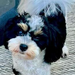 Luna - Havanese