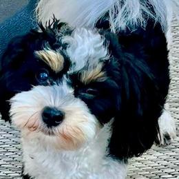 Luna - Havanese