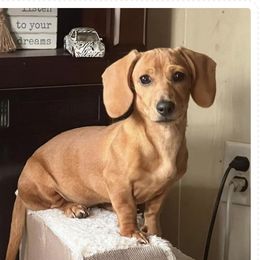 Alina - Red female Dachshund puppy in Jackson, Mississippi from Doxies Galore