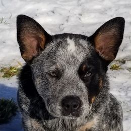 Australian Cattle Dog Puppies from Institute Australian Cattle Dogs