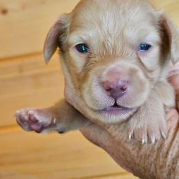 Cream  male 3 Black collar - Cream male Dachshund puppy in Trade, Tennessee from TN Miniature Dachshunds & Basset Hounds