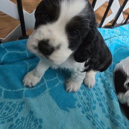 AKC Bella - Black white and tan female Cocker Spaniel puppy in Midlothian, Virginia from Swift Creek Cocker Spaniels
