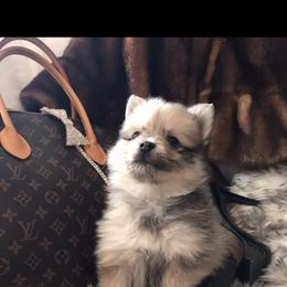 Pomeranian Puppies from Regal Poms