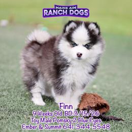 Finn - Black and white male Pomsky puppy in Humeston, Iowa from M.A.R. Dogs