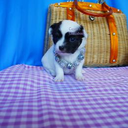 Paisley - Black and tan female Chihuahua puppy in Bois D Arc, Missouri from Carsten's Chihuahuas