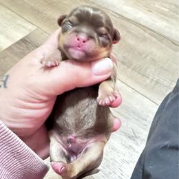Lexus - Chocolate and tan female Chihuahua puppy in North Dakota from American Dream Chihuahua’s
