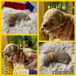 Poodle and Whoodle Puppies from Kalin’s K9s