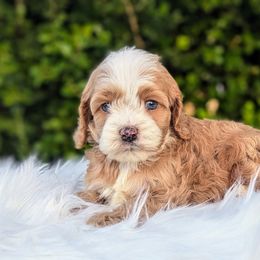 Cockapoo Puppies from Utah Cocker Spaniels