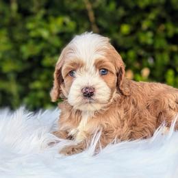 Cockapoo Puppies from Utah Cocker Spaniels