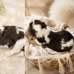 Puppy 2 - Brown and white male Aussiedoodle puppy in Albertville, Alabama from Home Sweet Home Doodles LLC