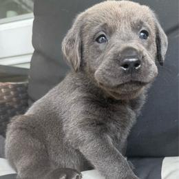 Arlo- Blue - Charcoal male Dilute Retriever puppy in Marion, Illinois from Summer Lovin’ Labradors of Southern Illinois