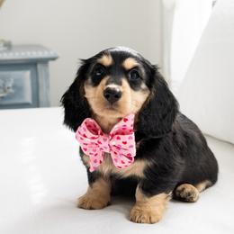 Godiva - Black and cream female Dachshund puppy in South Laurel, Maryland from Dainty Cream Doxies